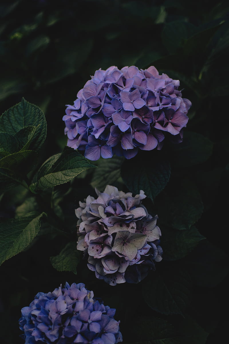 hydrangea, flowers, inflorescences, purple, dark, HD phone wallpaper
