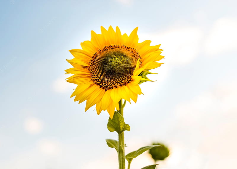 HD single sunflower wallpapers | Peakpx