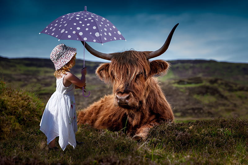 Child Cow Umbrella , child, cow, umbrella, cute, graphy, HD wallpaper