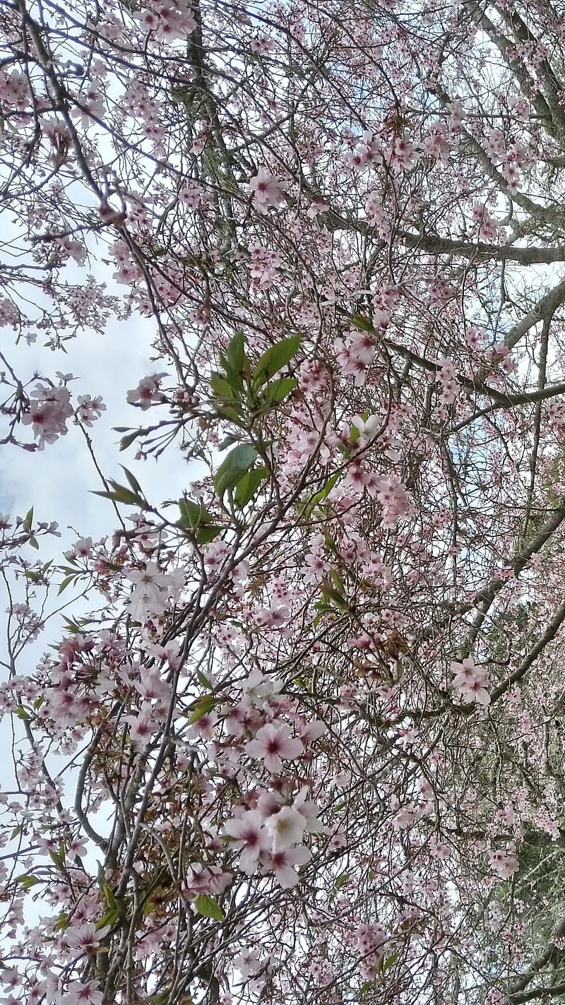 Cherry blossoms in bloom, cherry blossom, japanese, japan, bloom, tree, flower, HD phone wallpaper