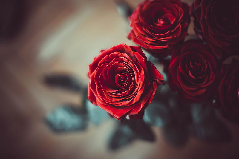 rose, bud, red, flower, petals, blur, HD wallpaper