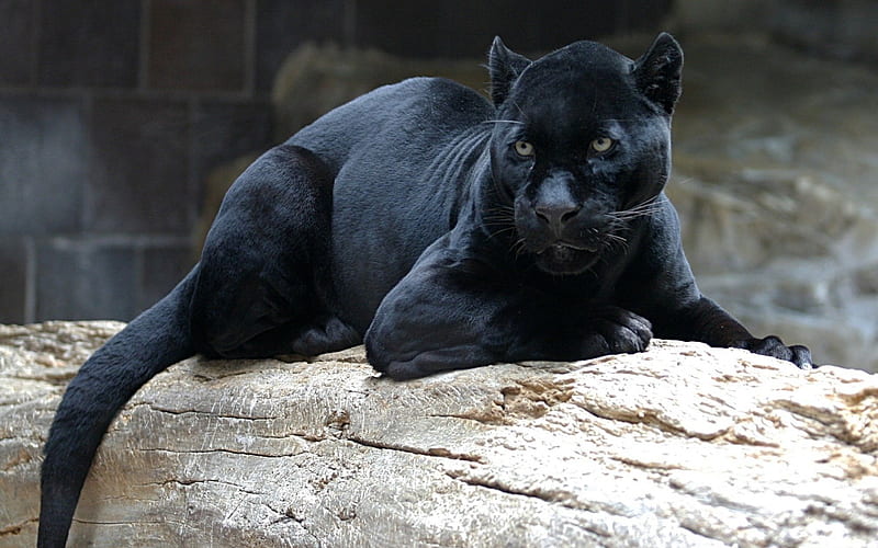 black panther, wild cat, zoo, dangerous animals, predators, HD wallpaper