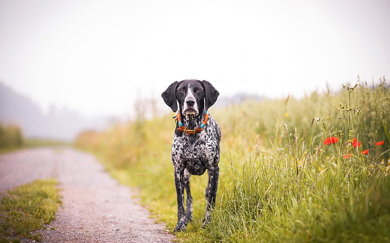 German Shorthaired Pointer, black white dog, pets, spotted dog, field, HD wallpaper