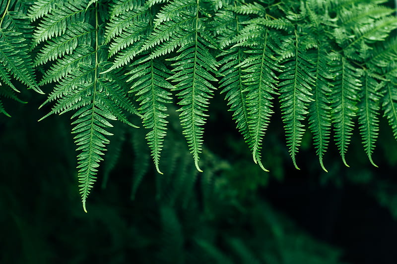 fern, leaves, plant, blur, focus, HD wallpaper
