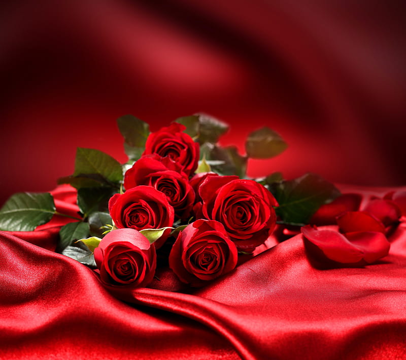 Download rose Wallpaper by georgekev  04  Free on ZEDGE now Browse  millions of popular blu  Hd flower wallpaper Red roses wallpaper Purple  flowers wallpaper