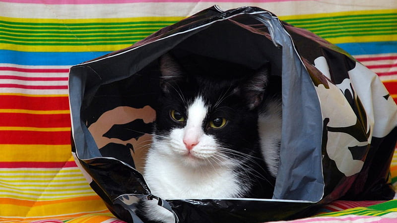 Black White Yellow Eyes Cute Cat Inside Cover Bag Cute Cat, HD wallpaper