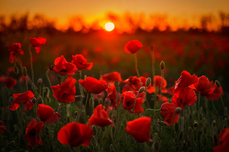 Sunset flowers, Red, Meadow, Maki, Sunset, HD wallpaper