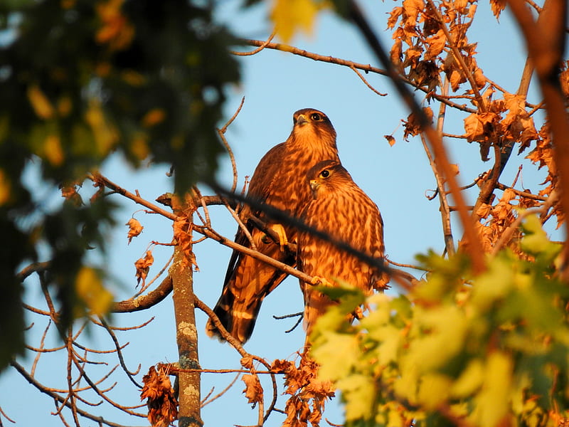 Two Of A Kind, Tree, graphy, Coopers Hawks, Birds, HD wallpaper