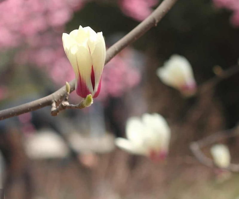 Magnolia, bloom, spring, branch, tree, macro, flower, white, pink, HD wallpaper