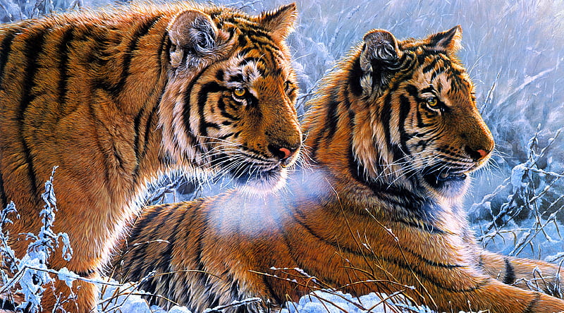 Tigers Ultra, Animals, Wild, Winter, Tigers, HD wallpaper