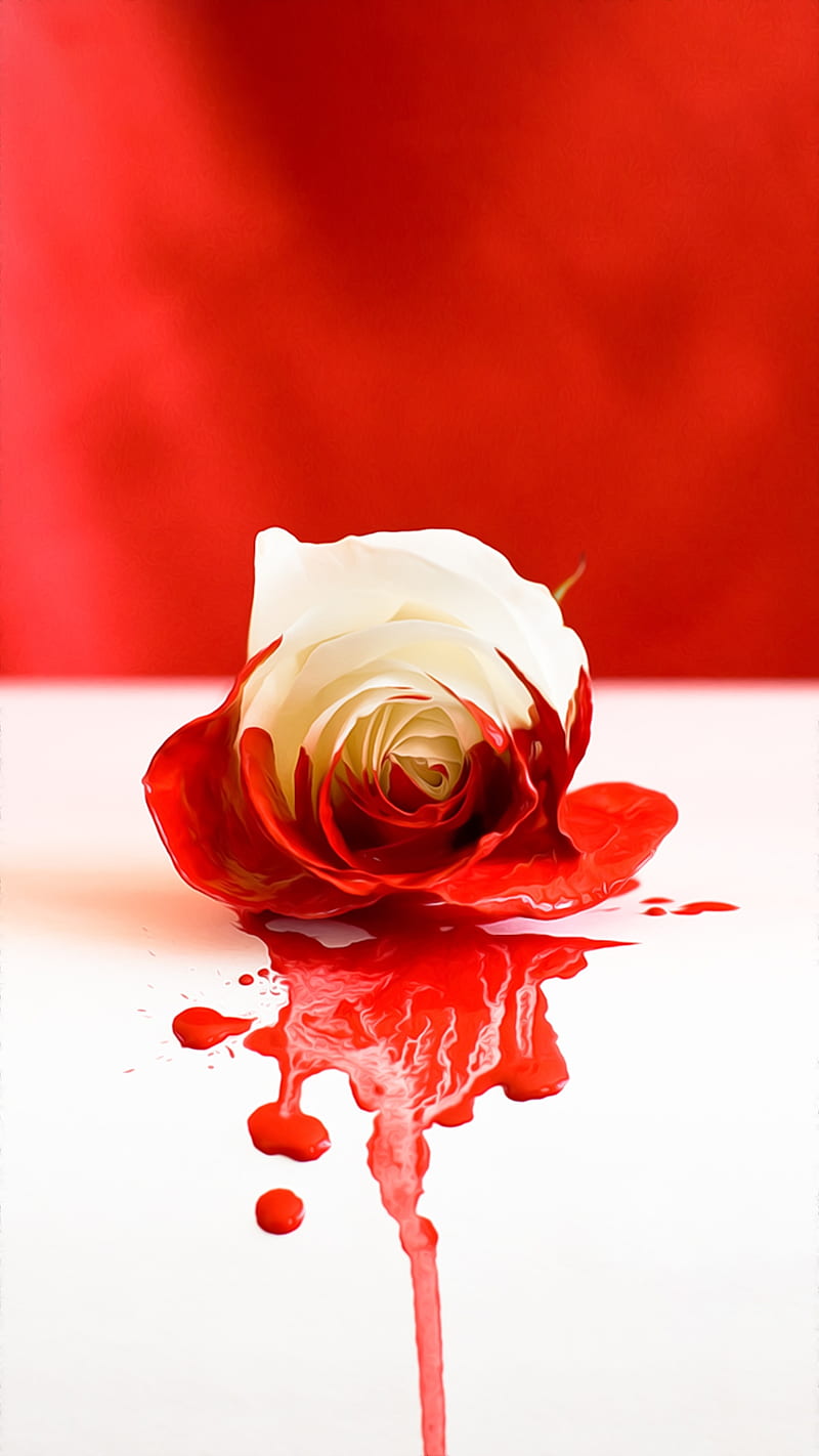 Bloody Rose, blood, rose, HD phone wallpaper | Peakpx