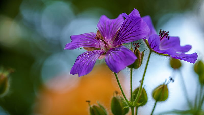 Geranium Flowers In A Blur Background Flowers, HD wallpaper