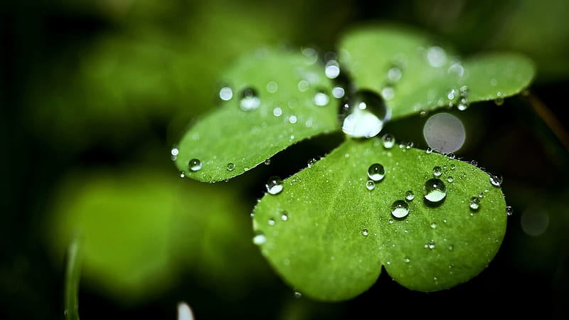 Four Leaf Clover With Water Drops In Blur Green Background Four Leaf Clover, HD wallpaper