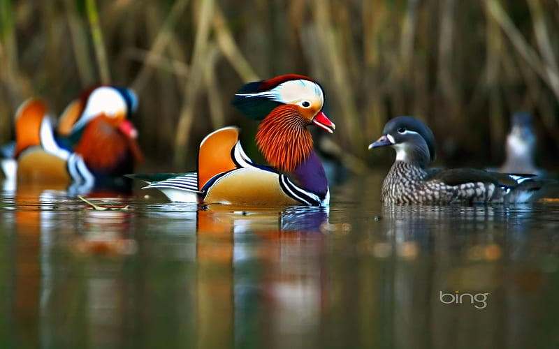 Mandarin Ducks Swimming In The Forest Of Dean Gloucestershire Country England, Gloucestershire, the, Country, Ducks, Swimming, England, Mandarin, In, HD wallpaper