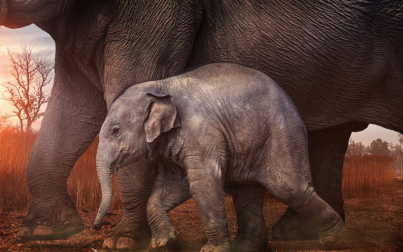 Baby elephant, sunset, little elephant, Africa, elephants, HD wallpaper
