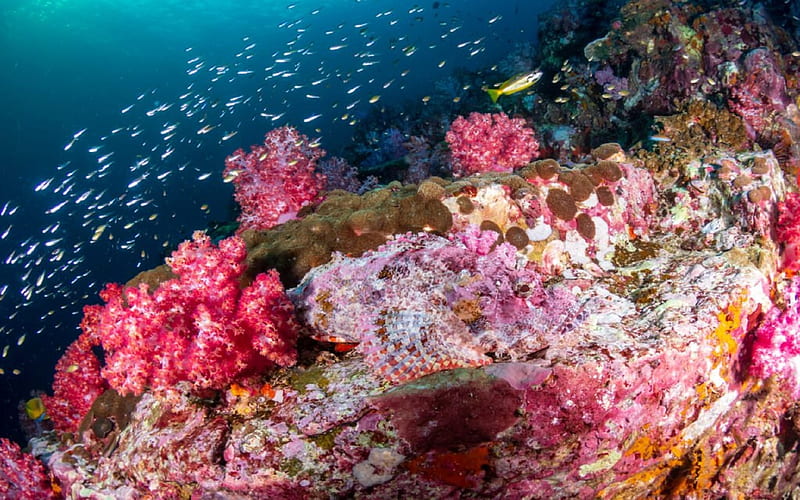 Black Rock Reef, coral reef, graphy, oceanic life, marine life, beautiful, aqua, aquatic life, marine, reef, oceanic, nature, fish, block rock, ocean, HD wallpaper