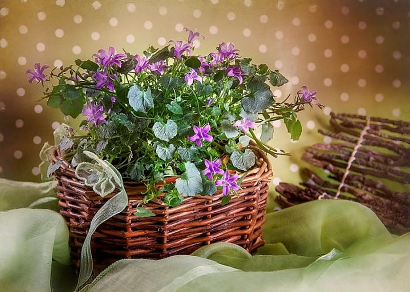 Freshness, purp, spring, still life, green, purple, basket, flowers, nature, HD wallpaper