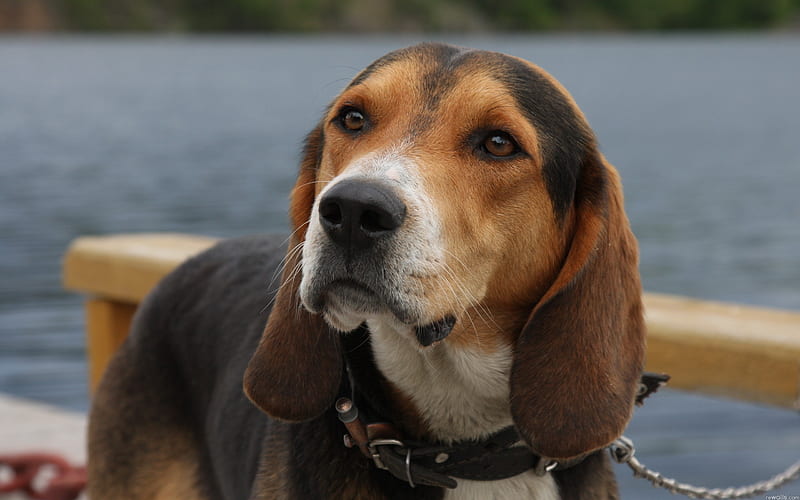 Beagle Dog, muzzle, pets, dogs, cute animals, Beagle, HD wallpaper