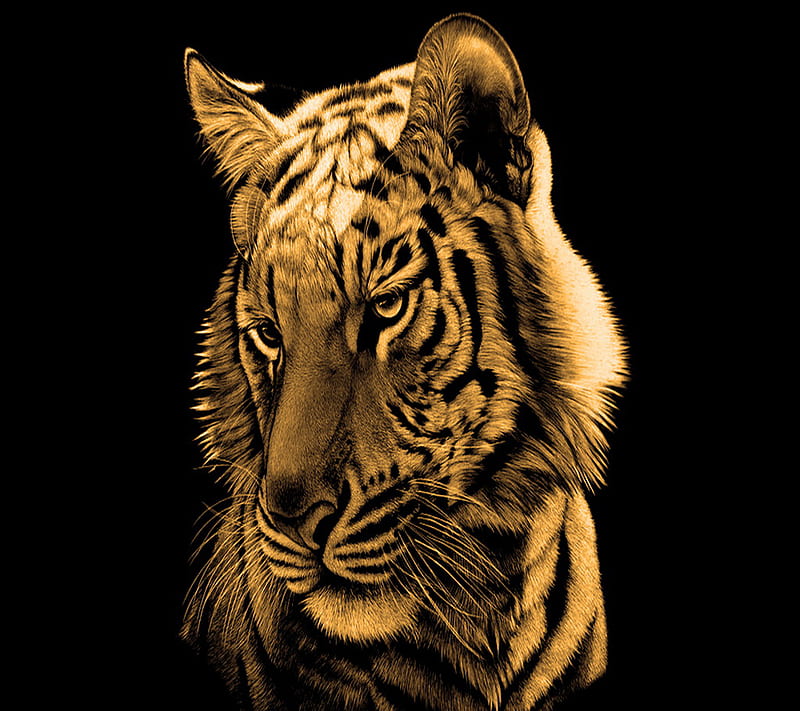 Golden Tiger, HD wallpaper