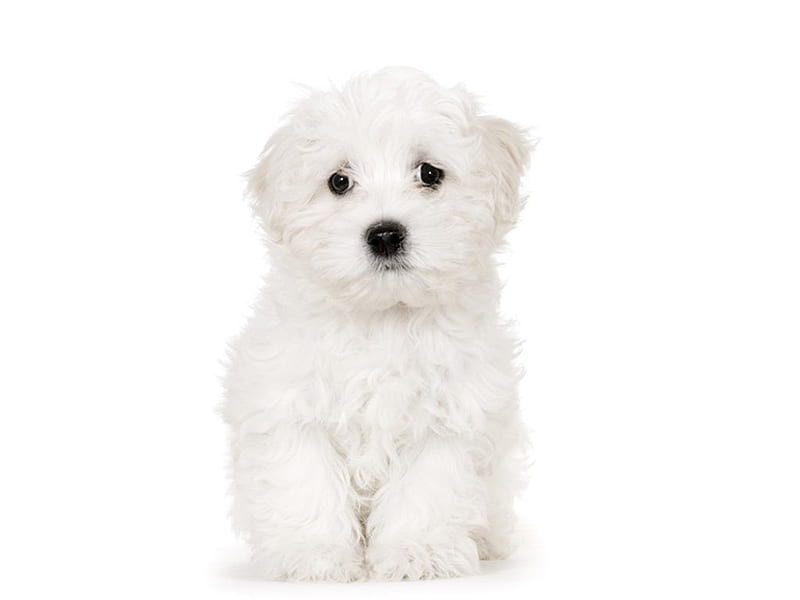 Cute maltese, cute, maltese, white, puppy, dog, animal, HD wallpaper