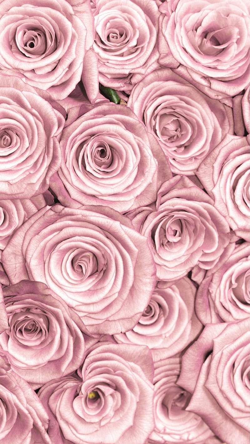Roses, diamonds, flowers, gold, pattern, pink, rose, HD phone wallpaper |  Peakpx