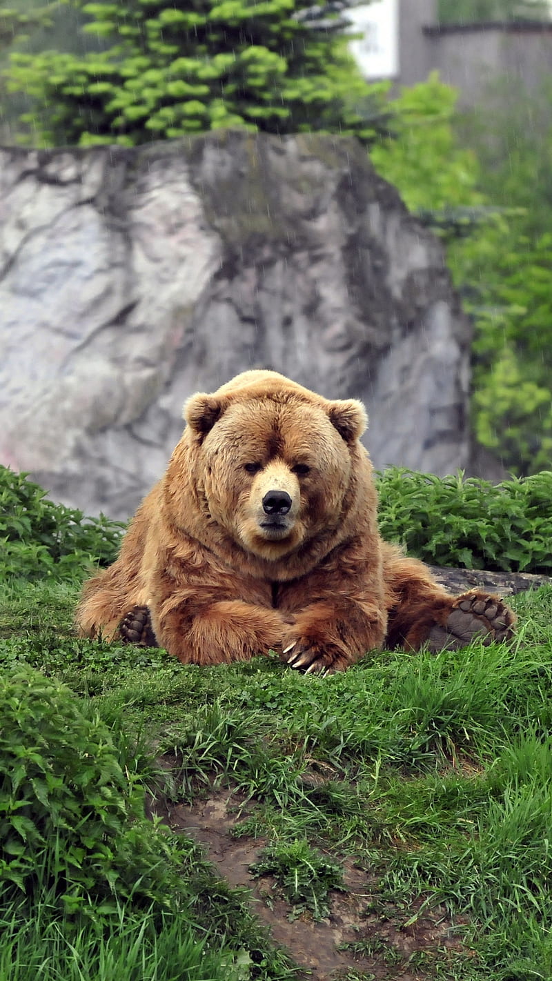 Funny Bear , grass, brown, cute, nature, animal, wild, HD phone wallpaper
