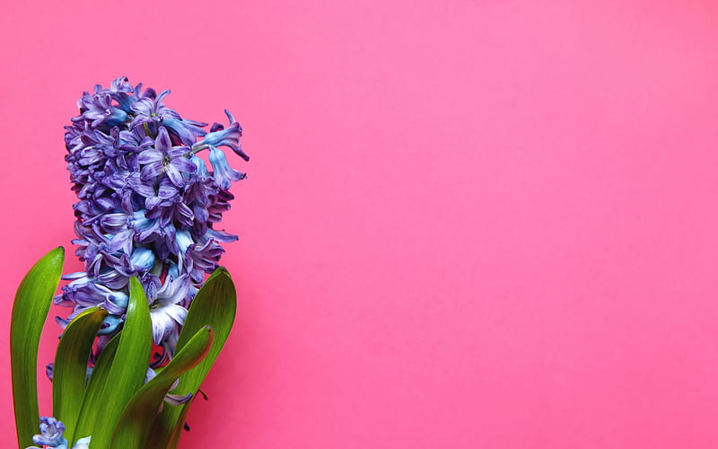 hyacinth, beautiful flower, purple flower, pink background, floral background, HD wallpaper