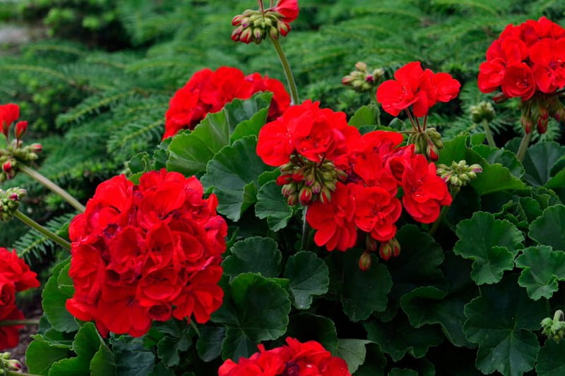 Rosy Red Geraniums, geraniums, red geraniums, beautiful flowers, red flowers, HD wallpaper