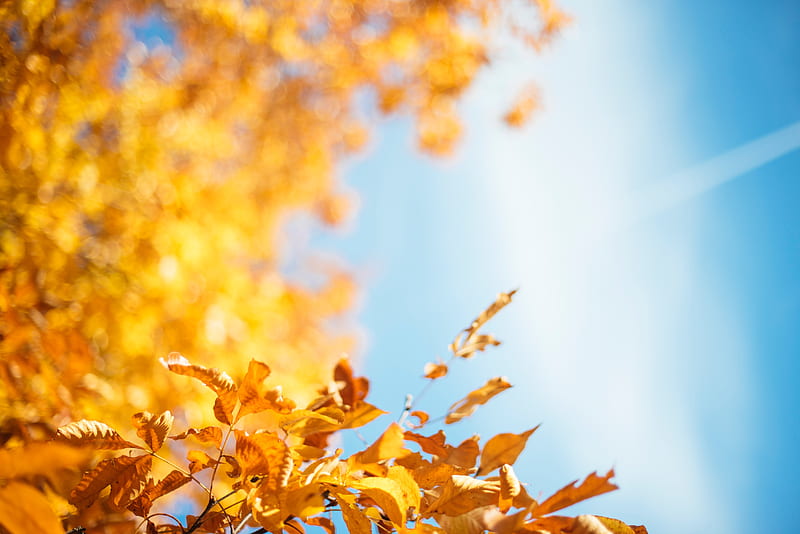 Autumn Leave, autumn, leaves, nature, HD wallpaper