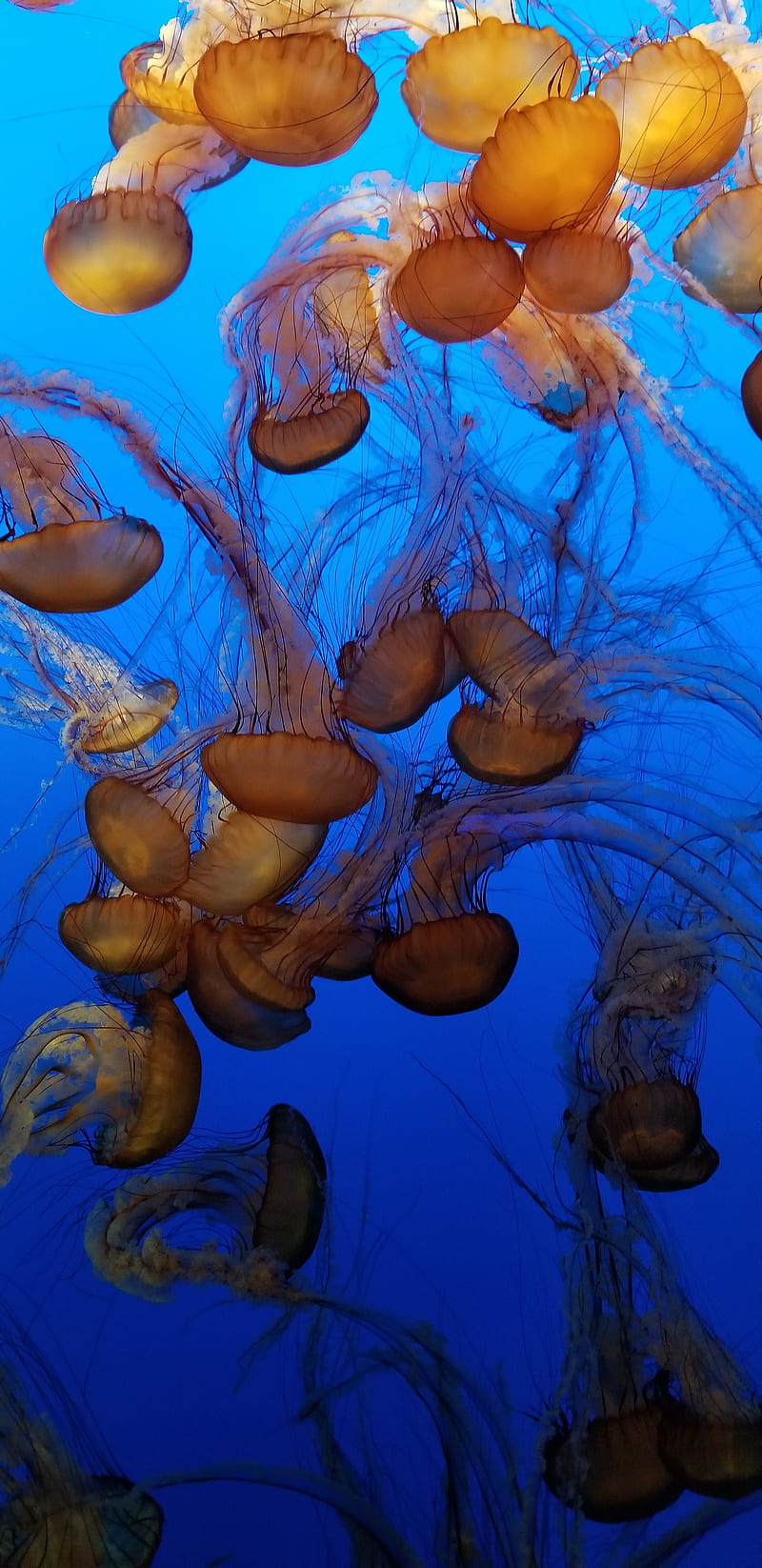 Jellyfish, ocean, animal, sea, aquarium, fish, marine, life, HD phone wallpaper