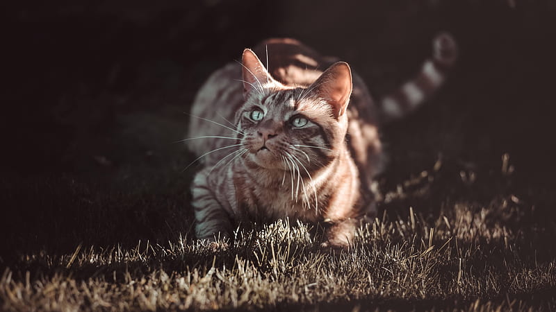Cute Brown Cat Is Looking Up Lying Down On Green Grass Animals, HD wallpaper