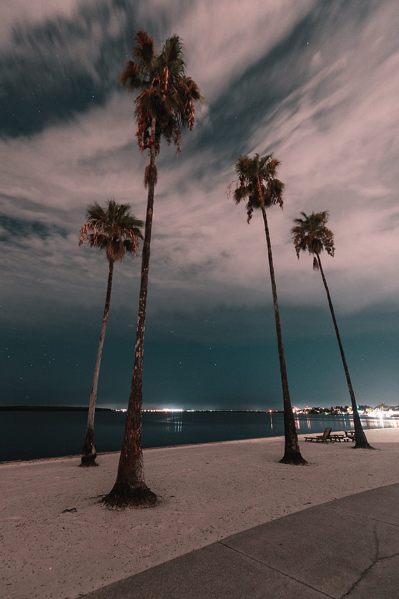 palm trees, promenade, beach, night, coast, HD phone wallpaper
