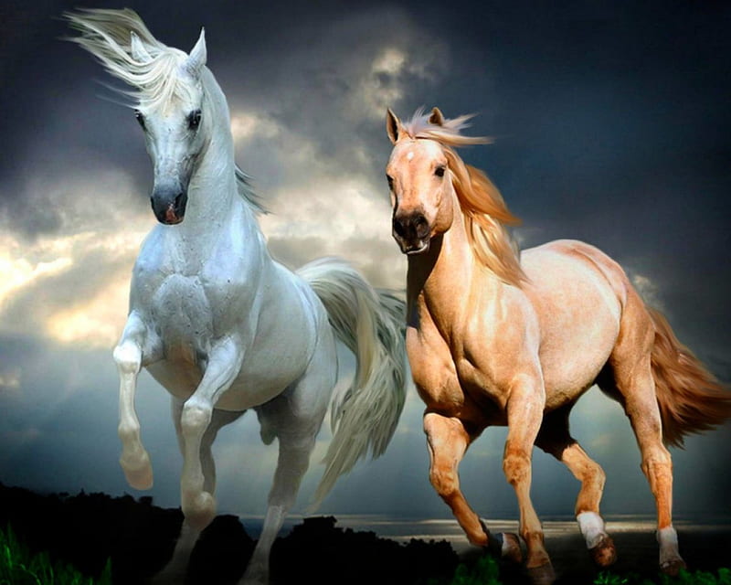 Horses, sky, horse, animals, wild, HD wallpaper