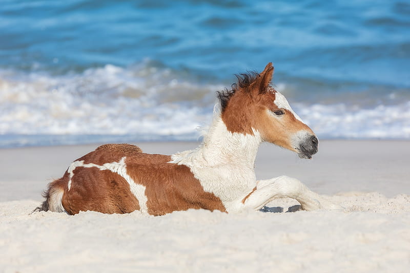 baby, horse, sea, brown, animal, beach, cal, cute, vara, summer, white, HD  wallpaper | Peakpx