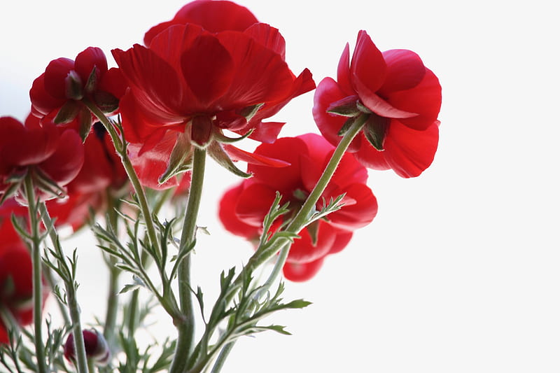 low angle view of red petaled flowers, HD wallpaper