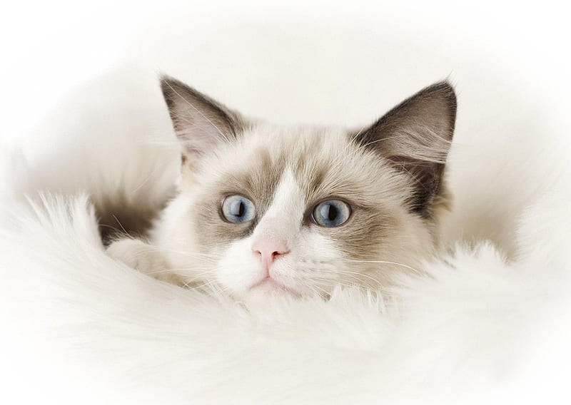Ragdoll cat, pisici, cat, ragdoll, white, animal, HD wallpaper