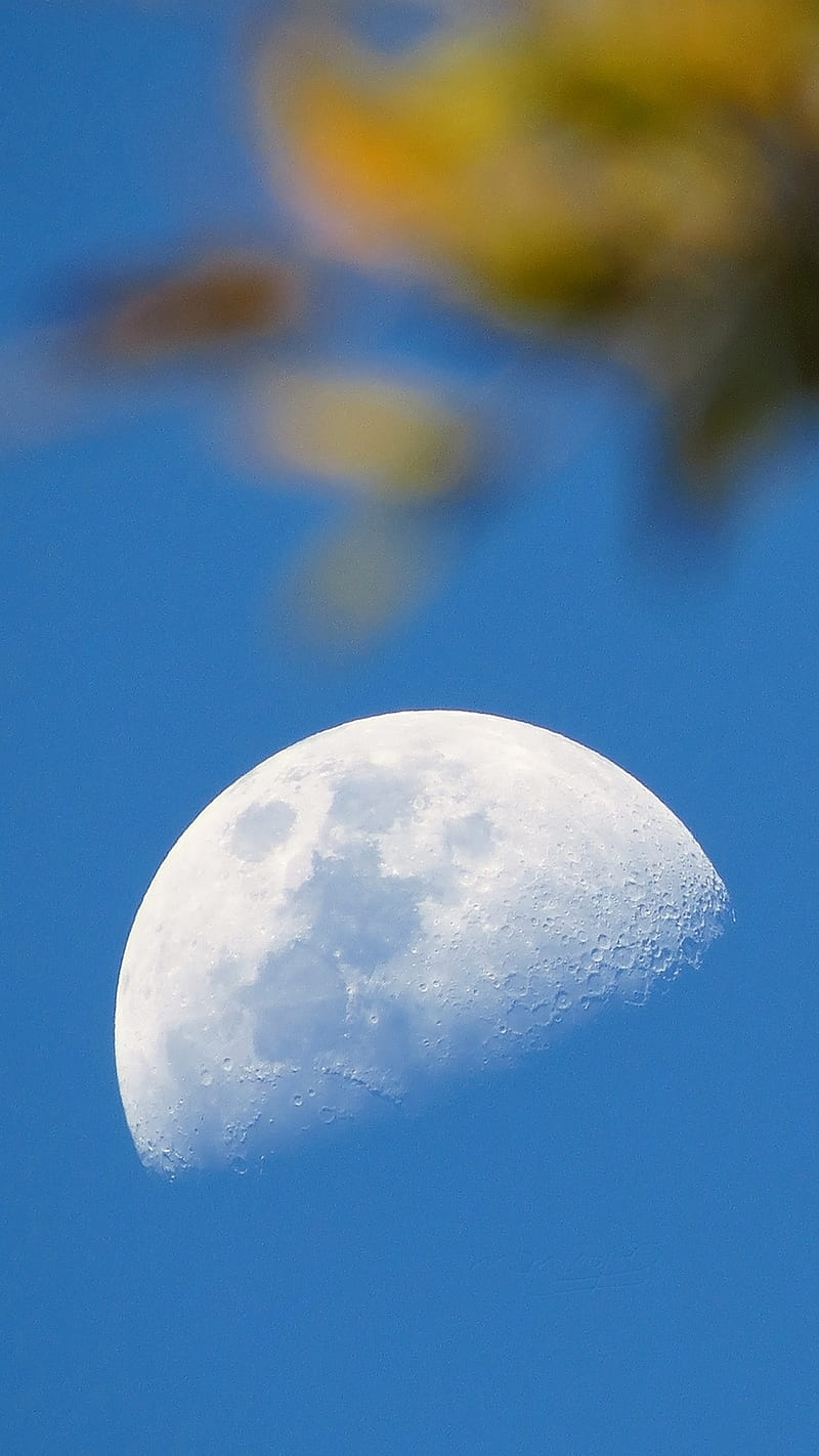 The moon, fl, leaves, moon, moonbetweentheleaves, orlandofl, HD phone wallpaper