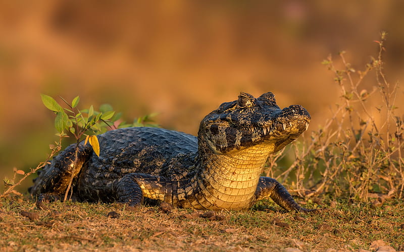 small crocodile, alligator, wildlife, sunset, evening, predator, reptile, HD wallpaper