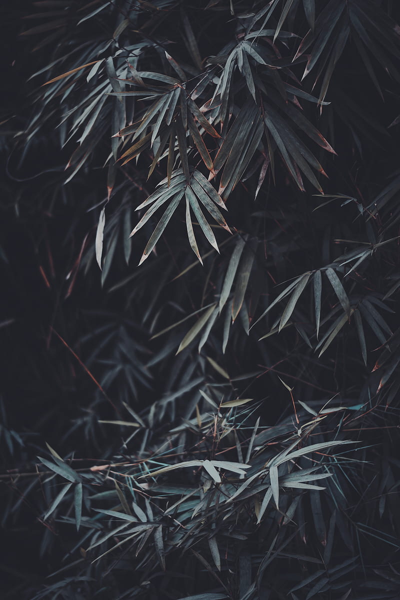 leaves, branches, plant, vegetation, blur, HD phone wallpaper