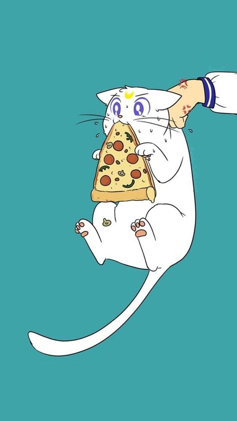 Artemis, anime, cat, pizza, HD phone wallpaper