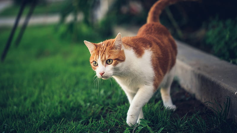 Brown And White Cat Is Walking On The Grass Field Cat, HD wallpaper