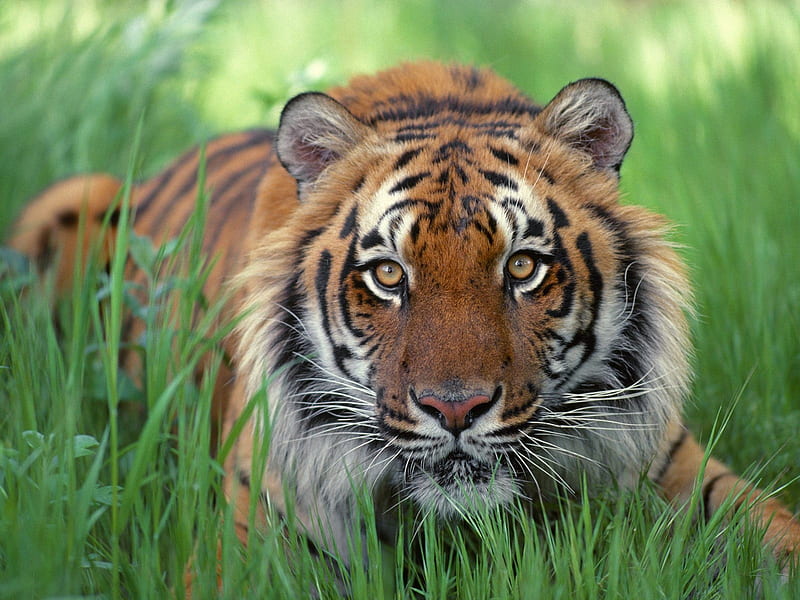 Tiger, Wildlife, Wild Cats, Wild Cat Species, HD wallpaper