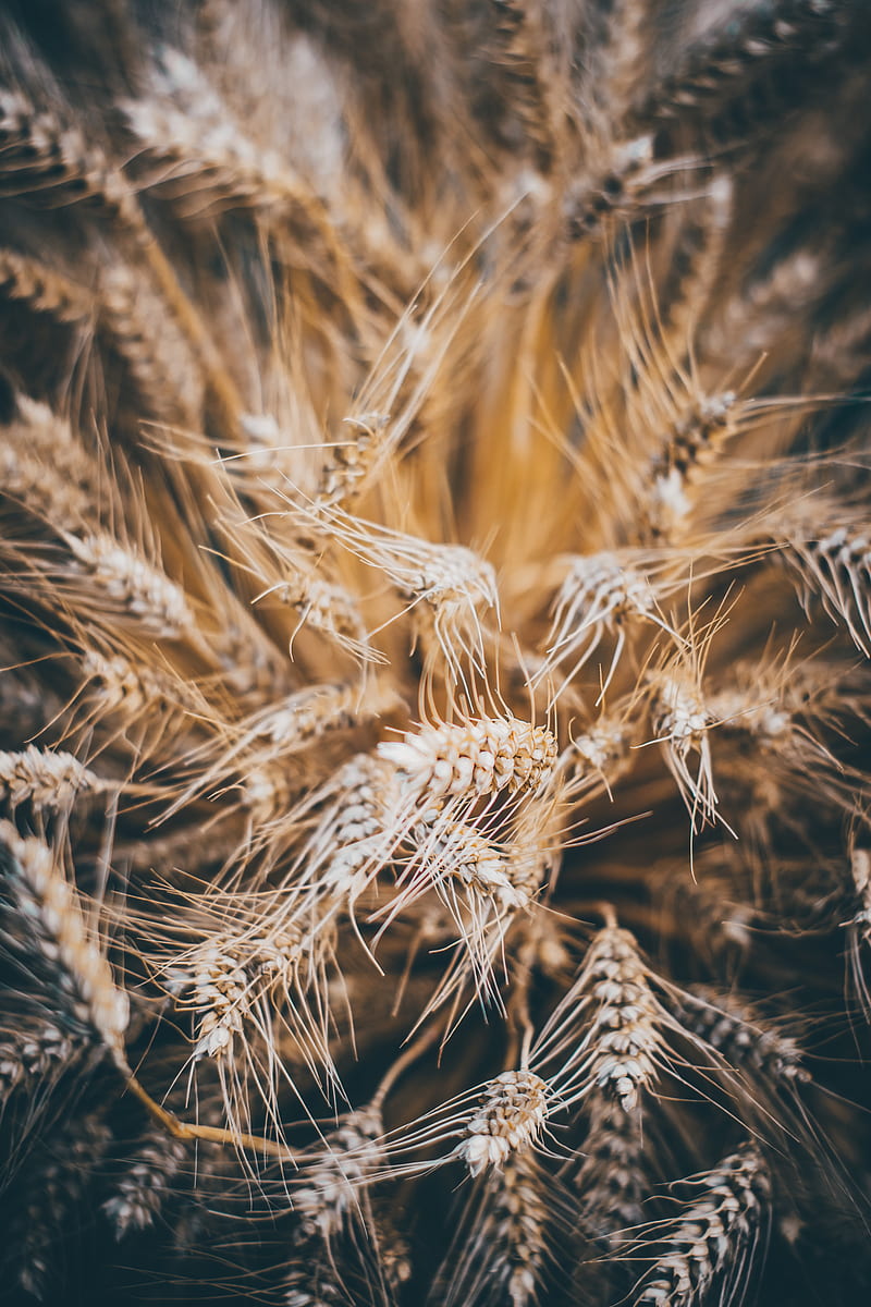 rye, spikelets, dry, seeds, cereals, HD phone wallpaper