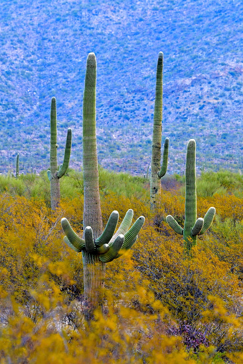 cacti, plant, bushes, branches, HD phone wallpaper