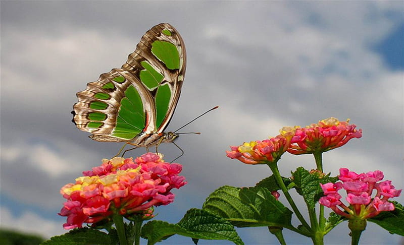 Beautiful Btterfly, bonito, Flowers, Butterfly, Animals, HD wallpaper