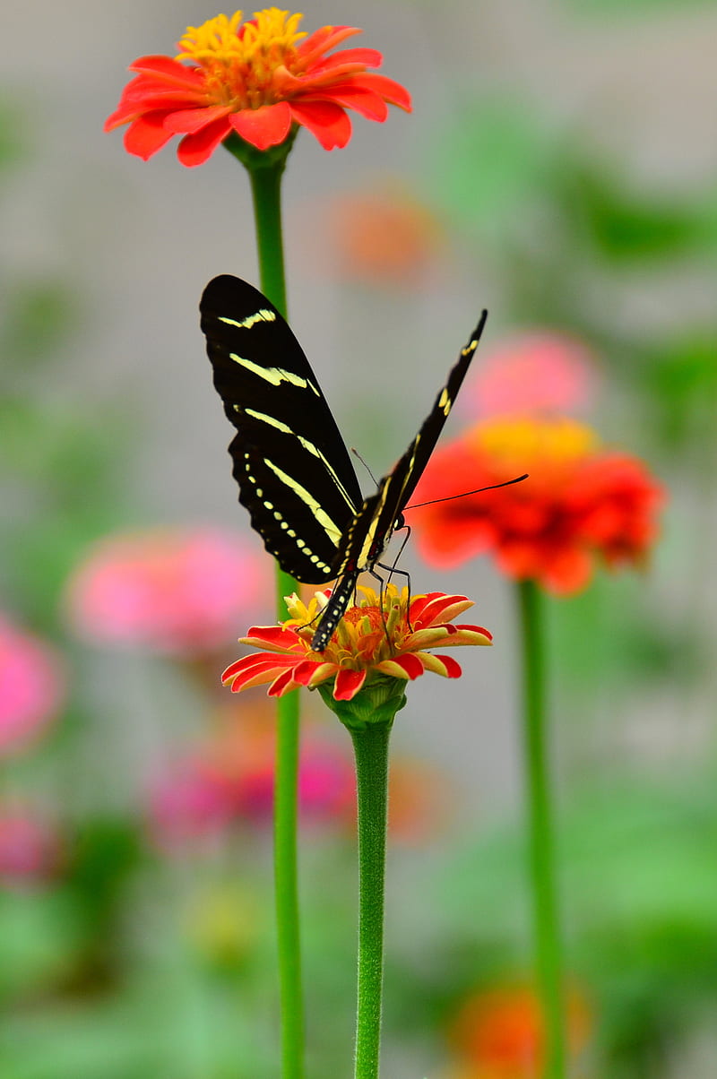 butterfly, wings, pattern, flower, petals, macro, HD phone wallpaper