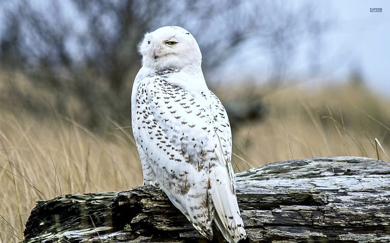 Snowy Owl, owl, white, artic, cold, HD wallpaper