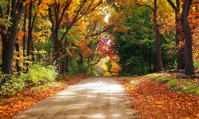 Glorious Autumn, path, leaves, sunshine, trees, HD wallpaper