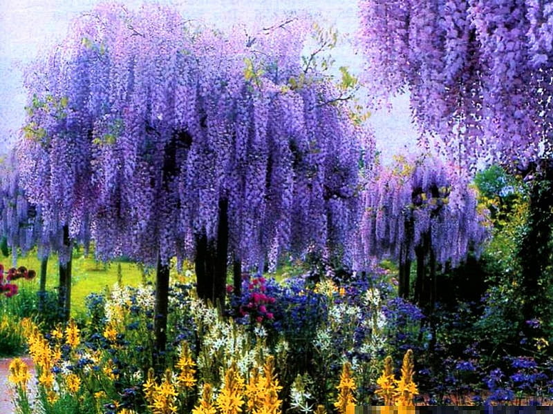 Cascades in purple, cascades, beauty, garden, trees, wisteria, HD wallpaper