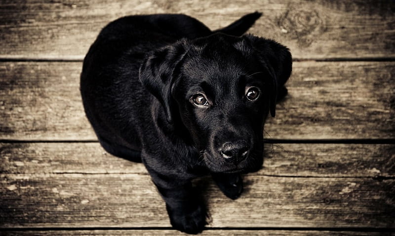 Big best sale black puppy